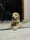 Golden Retriever Puppies for sale in Faridabad, Haryana, India. price: NA