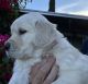 Golden Retriever Puppies for sale in Riverside, CA, USA. price: $2,500