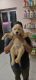 Golden Retriever Puppies for sale in Madhapar, Bhuj, Gujarat 370020, India. price: 25000 INR