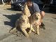Golden Retriever Puppies for sale in Whittier, CA 90605, USA. price: $1,400