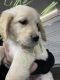 Golden Retriever Puppies for sale in Meridian, ID, USA. price: $1,250