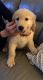 Golden Retriever Puppies for sale in Denver, CO, USA. price: $2,700