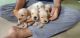 Golden Retriever Puppies for sale in Gwalior, Madhya Pradesh, India. price: 35000 INR
