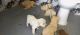 Golden Retriever Puppies for sale in Guntur, Andhra Pradesh, India. price: NA