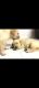 Golden Retriever Puppies for sale in 4-7-15, Sri Sai Nagar, Nacharam, Secunderabad, Telangana 500076, India. price: 20000 INR