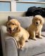 Golden Retriever Puppies for sale in Vallejo, CA, USA. price: NA