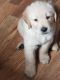 Golden Retriever Puppies for sale in Snell, VA 22553, USA. price: NA