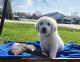 Golden Retriever Puppies for sale in Huntley, IL 60142, USA. price: $3,500