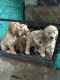 Golden Retriever Puppies for sale in Vasai West, Vasai-Virar, Maharashtra, India. price: 25000 INR