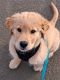 Golden Retriever Puppies for sale in Roseburg, OR, USA. price: $800