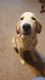 Golden Retriever Puppies for sale in Newalla, Oklahoma City, OK 74857, USA. price: $500