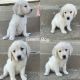 Golden Retriever Puppies for sale in Gallipolis, OH 45631, USA. price: $1,000