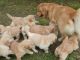 Golden Retriever Puppies for sale in Atlanta, GA, USA. price: $1,000