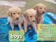 Golden Retriever Puppies for sale in Guthrie, OK, USA. price: $600