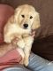 Golden Retriever Puppies for sale in Castle Rock, CO, USA. price: $1,500