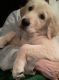 Golden Retriever Puppies for sale in Lakewood, CO, USA. price: $1,800