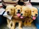 Golden Retriever Puppies for sale in Mylapore, Chennai, Tamil Nadu, India. price: 35000 INR