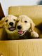 Golden Retriever Puppies for sale in Saket, New Delhi, Delhi 110017, India. price: 24000 INR