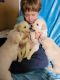 Golden Retriever Puppies for sale in Tucson, AZ, USA. price: $250