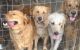 Golden Retriever Puppies for sale in Crescent City, FL 32112, USA. price: $1,200