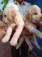 Golden Retriever Puppies for sale in Nadur, Karnataka 576210, India. price: 15000 INR