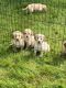 Golden Retriever Puppies for sale in Eugene-Springfield, OR, OR, USA. price: NA