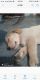 Golden Retriever Puppies for sale in Moosarambagh, Hyderabad, Telangana, India. price: 20000 INR