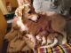 Golden Retriever Puppies for sale in Bowenpally, Secunderabad, Telangana, India. price: 25000 INR