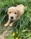 Golden Retriever Puppies for sale in Lagrange, OH 44050, USA. price: $1,000