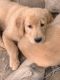 Golden Retriever Puppies for sale in Maggie Valley, NC, USA. price: $1,200
