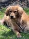 Golden Retriever Puppies for sale in Watchung, NJ, USA. price: $1,000