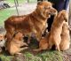Golden Retriever Puppies for sale in Newaygo, MI 49337, USA. price: $600