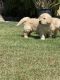 Golden Retriever Puppies for sale in San Jose, CA, USA. price: $1,200