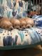 Golden Retriever Puppies for sale in Stokesdale, NC, USA. price: $1,200