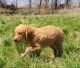 Golden Retriever Puppies for sale in Dassel, MN 55325, USA. price: $750
