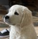 Golden Retriever Puppies for sale in San Diego, CA, USA. price: $2,500