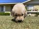 Golden Retriever Puppies for sale in Bakersfield, CA, USA. price: $1,000