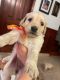 Golden Retriever Puppies for sale in Chula Vista, CA, USA. price: NA