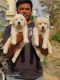 Golden Retriever Puppies for sale in Jayanagar 1st Block, Mavalli, Bengaluru, Karnataka, India. price: 15000 INR