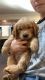 Golden Retriever Puppies for sale in Tucson, AZ, USA. price: $800