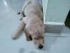 Golden Retriever Puppies for sale in Electronics City Phase 1, Electronic City, Bengaluru, Karnataka 560100, India. price: 18000 INR