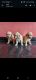 Golden Retriever Puppies for sale in Sivan Koil S St, Muthu Thottam, Kodambakkam, Chennai, Tamil Nadu 600024, India. price: NA