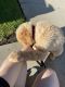 Golden Retriever Puppies for sale in Pasadena, CA, USA. price: $2,500