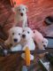 Golden Retriever Puppies for sale in Antelope, CA, USA. price: $1,500
