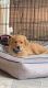 Golden Retriever Puppies for sale in Camby, Indianapolis, IN, USA. price: $600