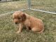 Golden Retriever Puppies for sale in Olathe, CO 81425, USA. price: $1,500