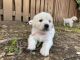 Golden Retriever Puppies for sale in Southlake, TX 76092, USA. price: NA