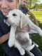 Golden Retriever Puppies for sale in St. George, UT, USA. price: $1,500