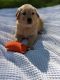 Golden Retriever Puppies for sale in New Brighton, PA, USA. price: NA