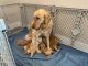Golden Retriever Puppies for sale in Mt Pleasant, UT 84647, USA. price: $1,000